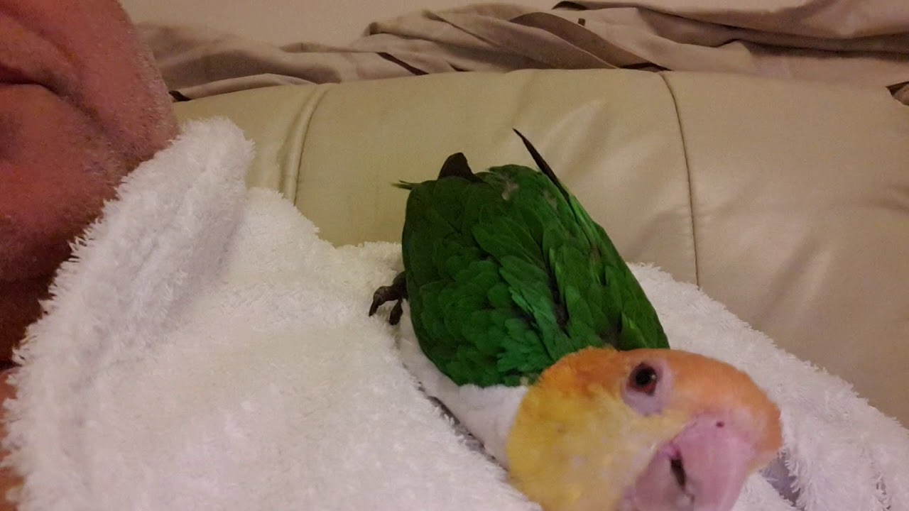Caique rubbing