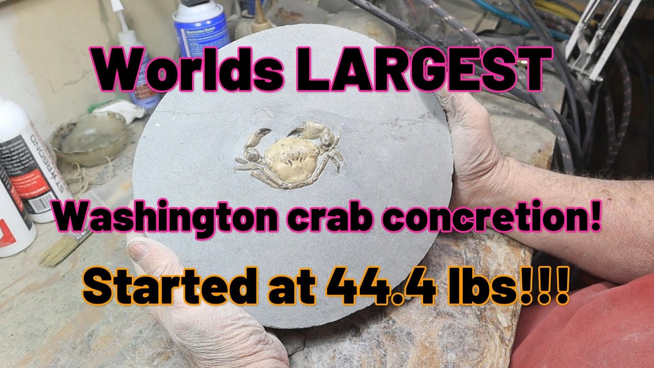 Worlds Largest Washington Conc!!!  With crab inside!!!