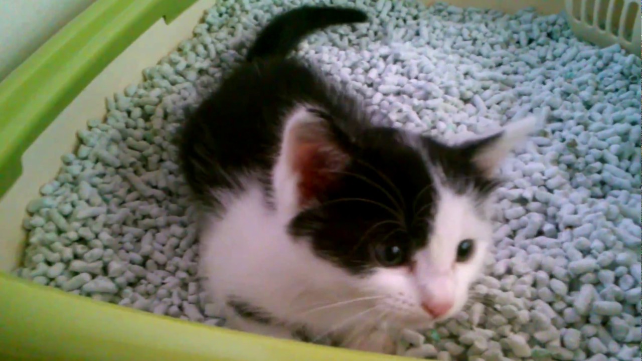 やめて～～！！やめて～～！！　かわいい子猫の小鉄ちゃん Pretty Cats Japanese homeless cat  abandoned cat