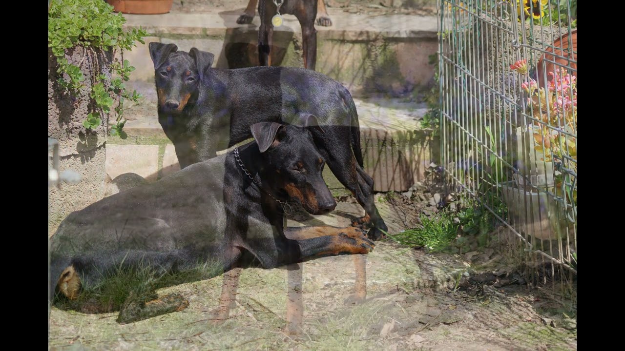 Manchester Terrier Song