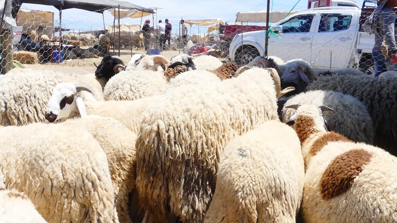 جولة في رحبة باجة : تلقى علوش ب400د تعيد بيه ، جولة على مختلف الاسعار ...#2025 #عيد #تونس #اكسبلور