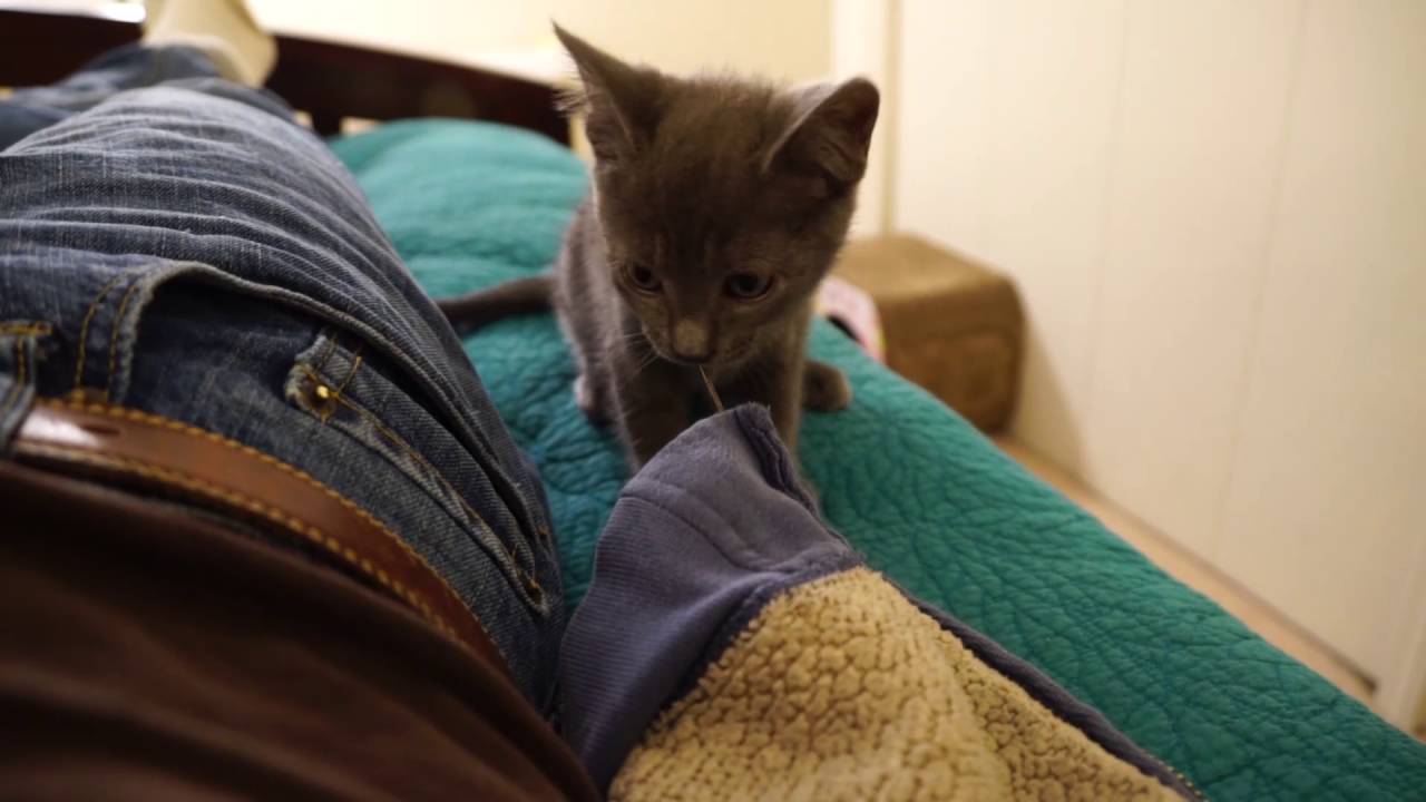 Weathercats Play on Bed