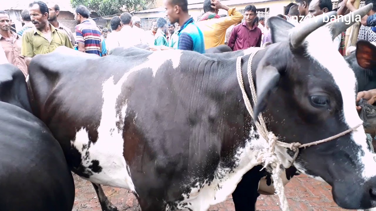 রংপুর জেলার শঠিবাড়ী হাটে, উন্নতজাতের বাছুরসহ গাভী ও বাছুরের দাম জানুন।cow price in shothibari haat.