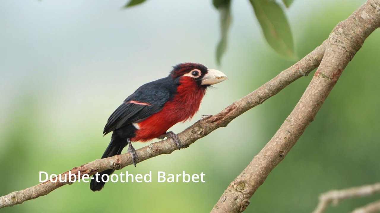 Birding Uganda - Rwakobo Rock and Lake Mburo National Park