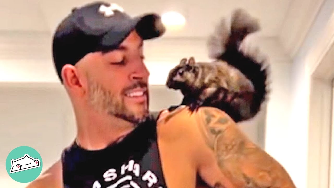 3 Wild Squirrels Turn The House Upside Down. But Owners Are Into It | Cuddle Buddies