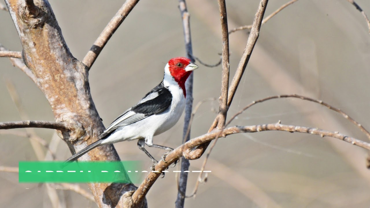 15 aves da Caatinga e o som de seus lindos cantos