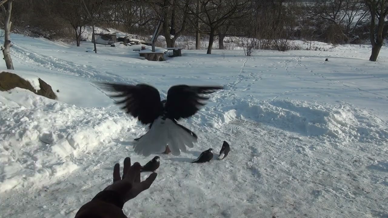 6 февраля Николаевские голуби