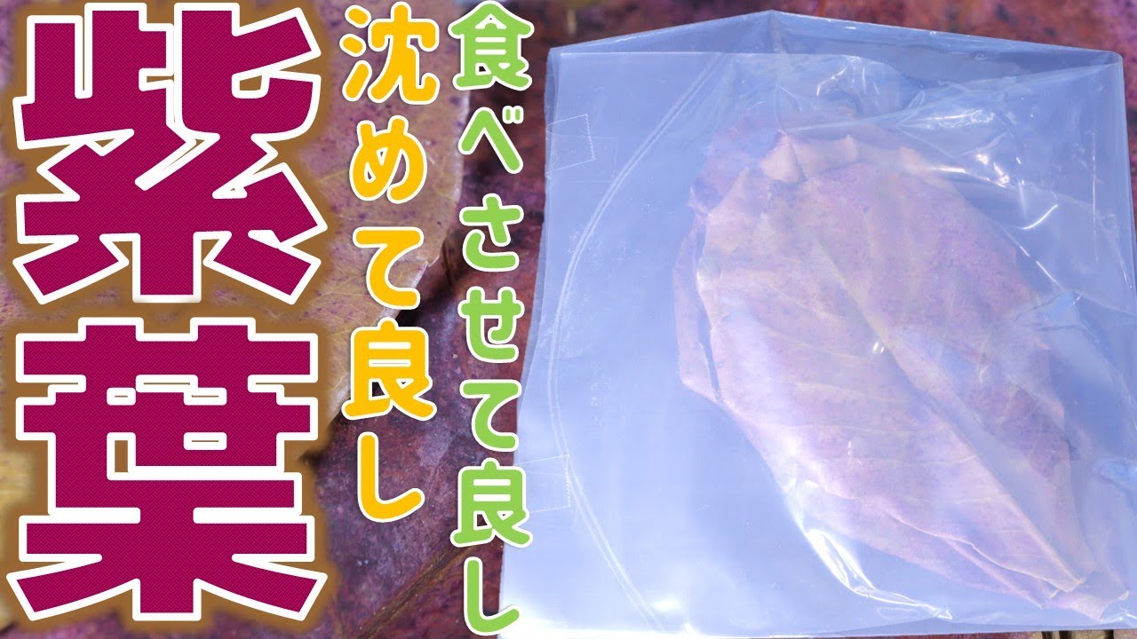 店長が俺にメーカーを教えない程のシークレットな石垣島のモモタマナ枯れ葉。自然に落葉した物はタンニンの溶出量が多い。南風リーフ【ふぶきテトラ】