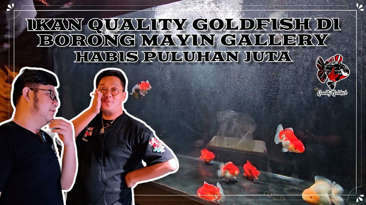 IKAN QUALITY GOLDFISH DI BORONG MAYIN GALLERY HABIS PULUHAN JUTA !!!