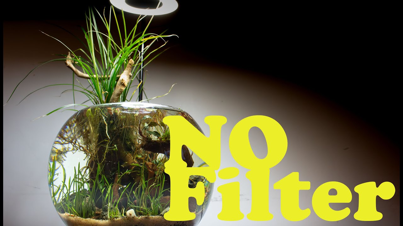 Diy No Filter Freshwater Ecosystem Bowl  | 30 Day Evolution
