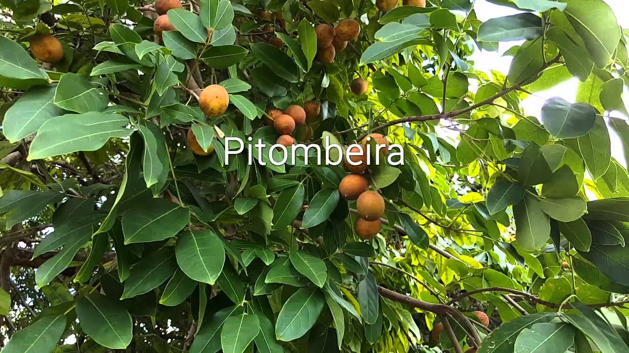 A Pitombeira