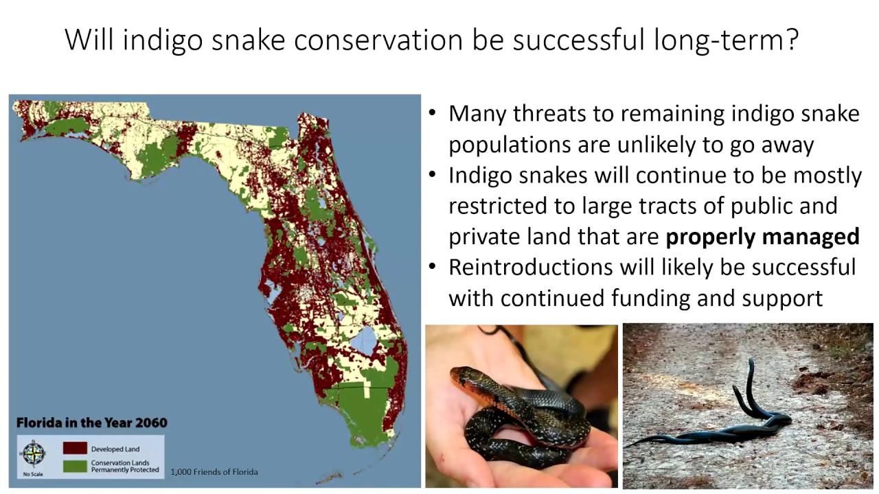 Eastern Indigo Snake Presentation