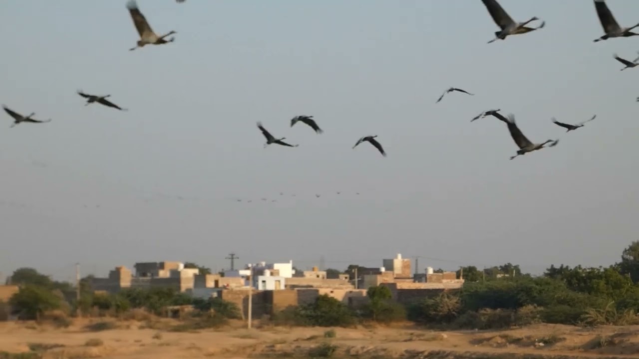 Kheechan Bird Sanctuary