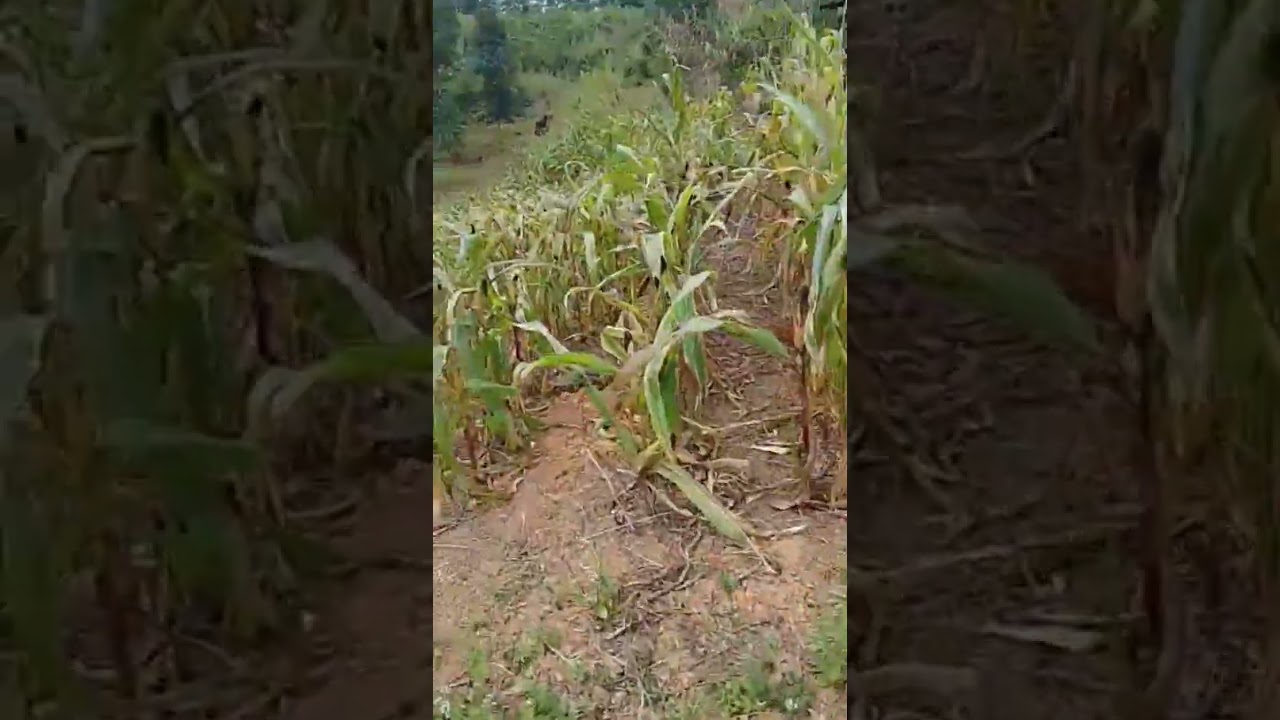 (Preparing Soon to be bakahan) takbo Rose.. happy farming  Margie Farm               