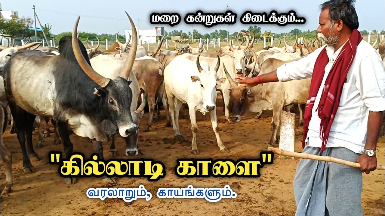 🤔💥😱 104 வருட பாரம்பரிய நாராயண கோனார் கிடை மாடுகள் | #jallikattu | கன்றுகள் கிடைக்கும் | Maalaimathi