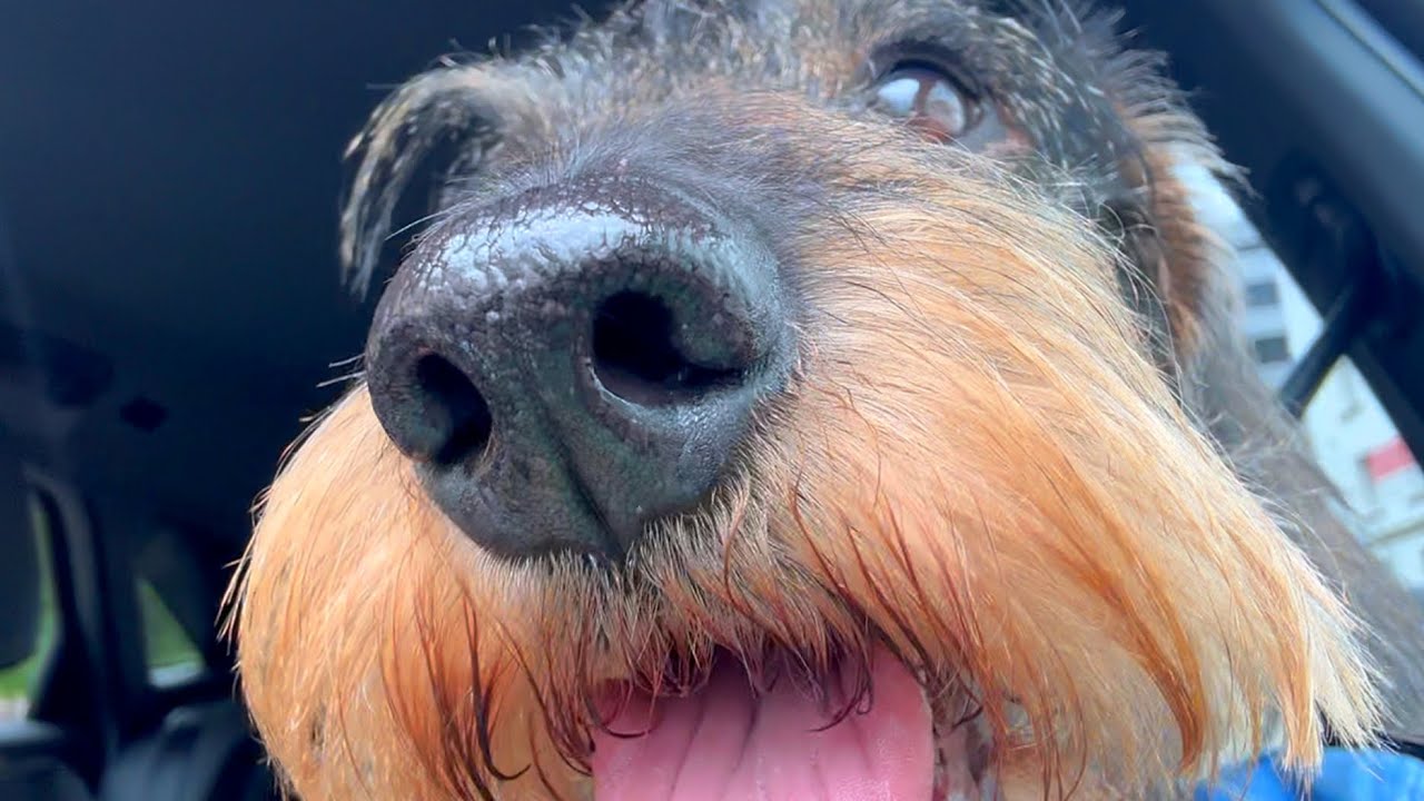 Welcome to Dachshund Teddy’s Munich Car Tour — Sitting, sniffing, sightseeing! 😂