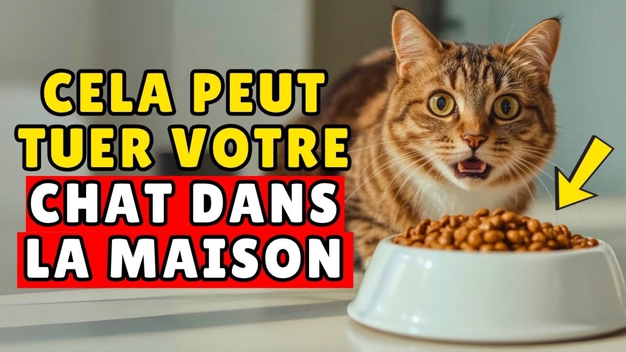 7 Erreurs FATALES avec un Chat à la Maison - Les Vétérinaires Alertent (Évitez Maintenant)
