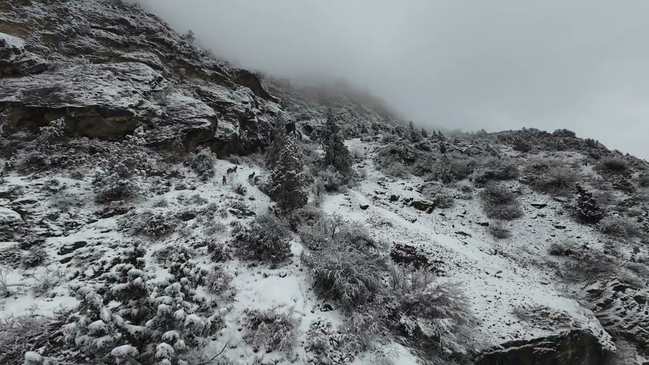 Alpine mountains and Mountain Goats. 