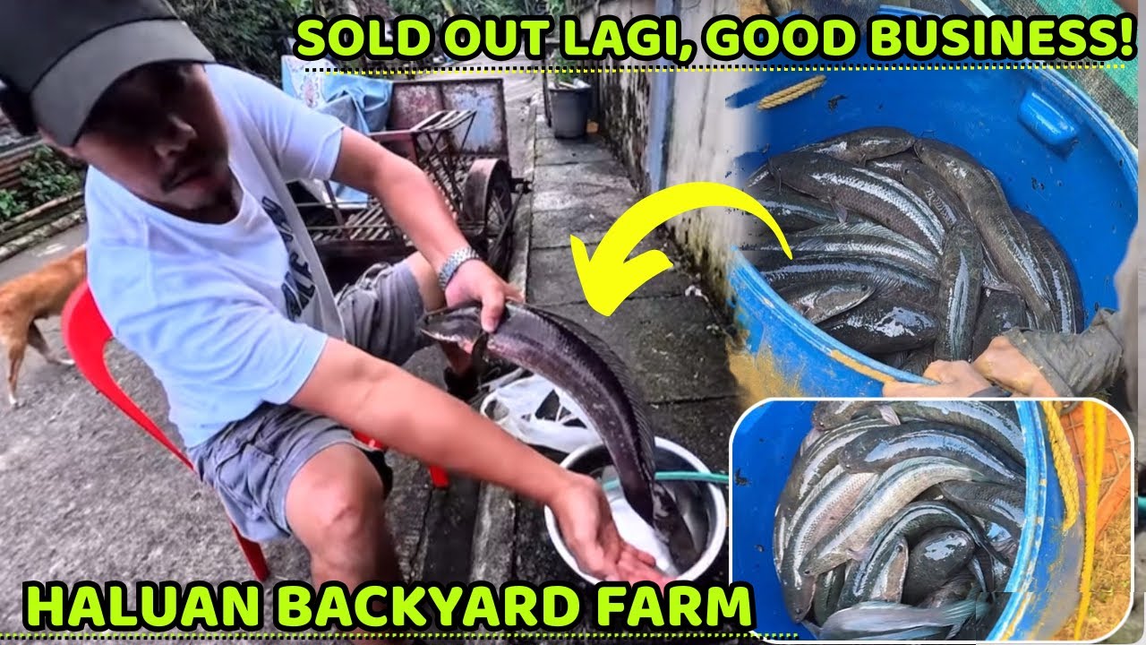 Haluan BacKyard Farm - SOLD OUT LAGi, Magandang Negosyo 