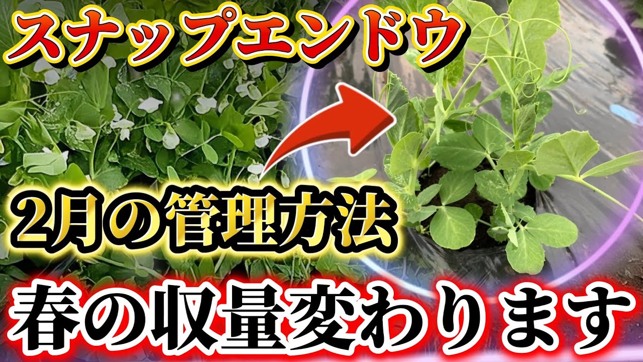 【スナップエンドウ】春の収量を増やすためやるべき事はこれです！！2月にやるべき作業とは？