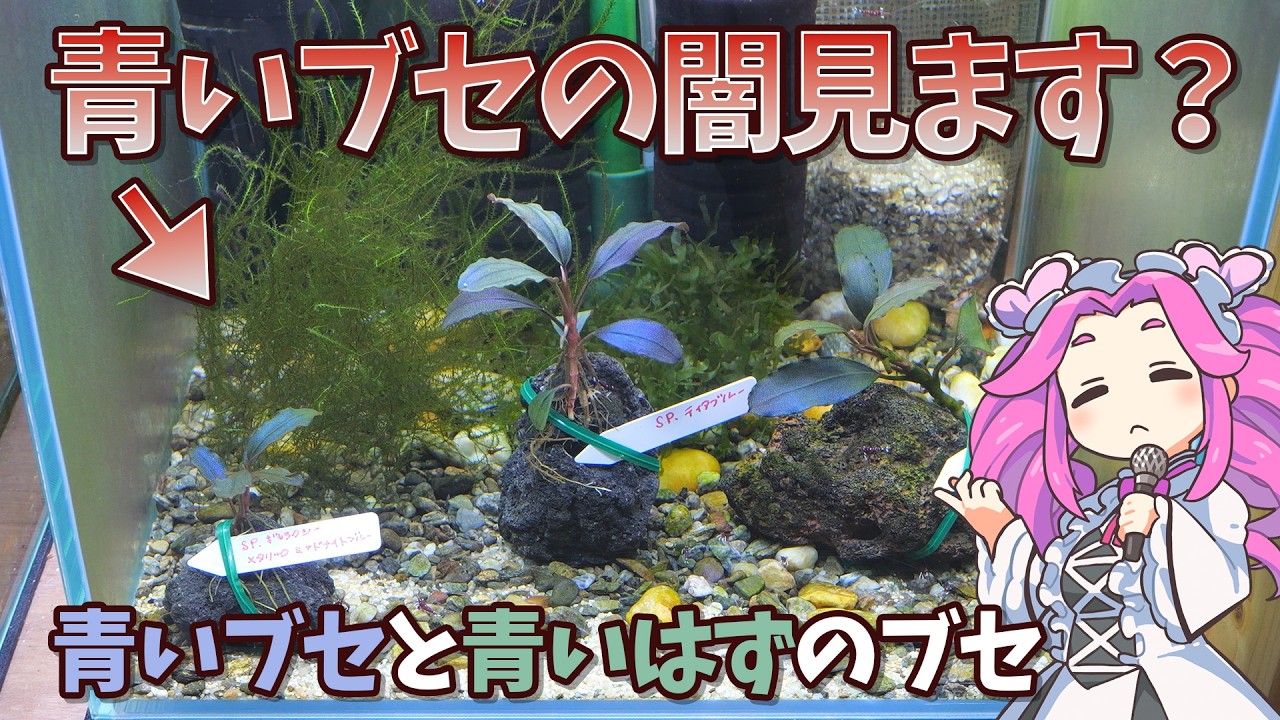 青いブセの紹介と、青の名前を冠しながら青くないブセの紹介