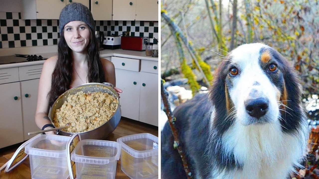 My Go To Vegan Dog Food Recipe