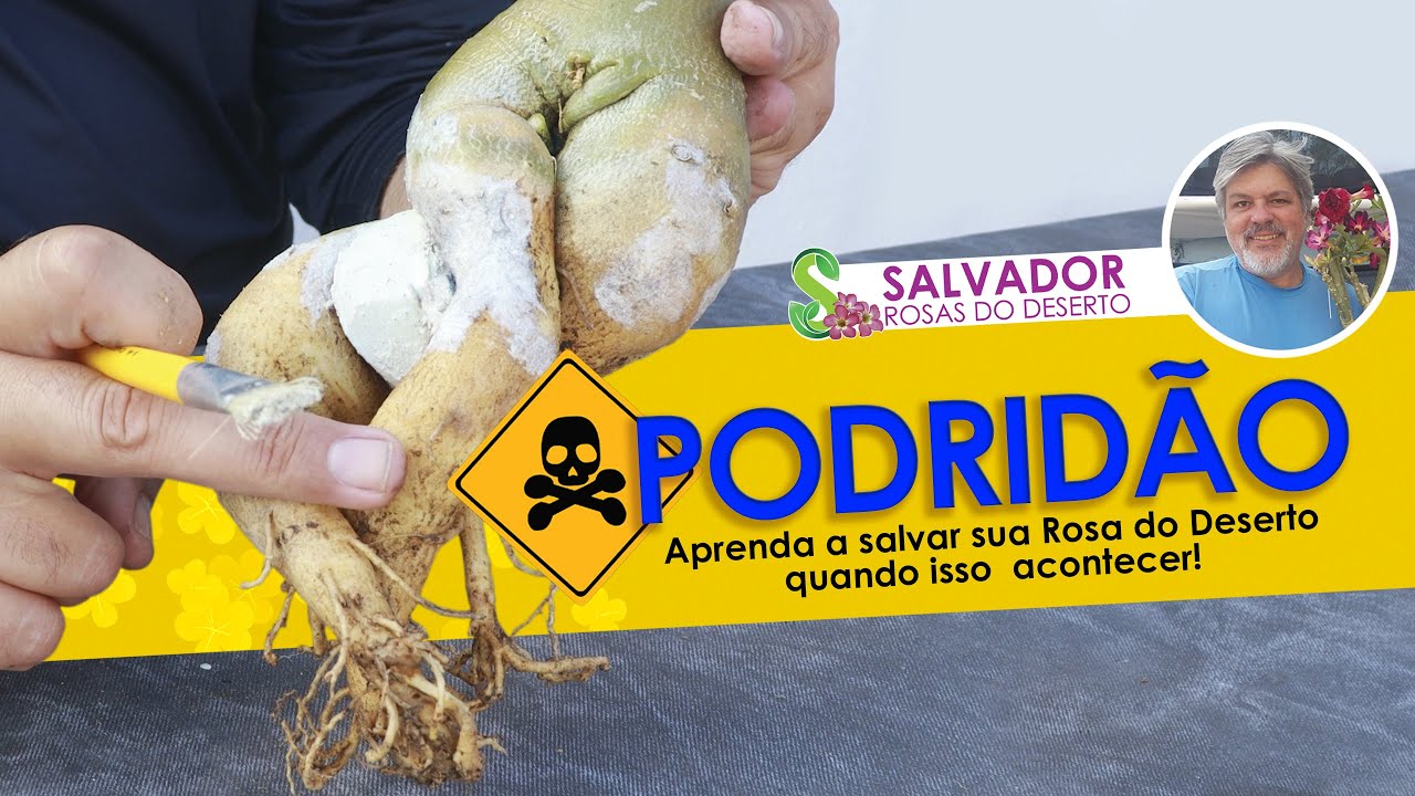 APRENDA A SALVAR SUA ROSA DO DESERTO DE UMA PODRIDAO DE RAIZ