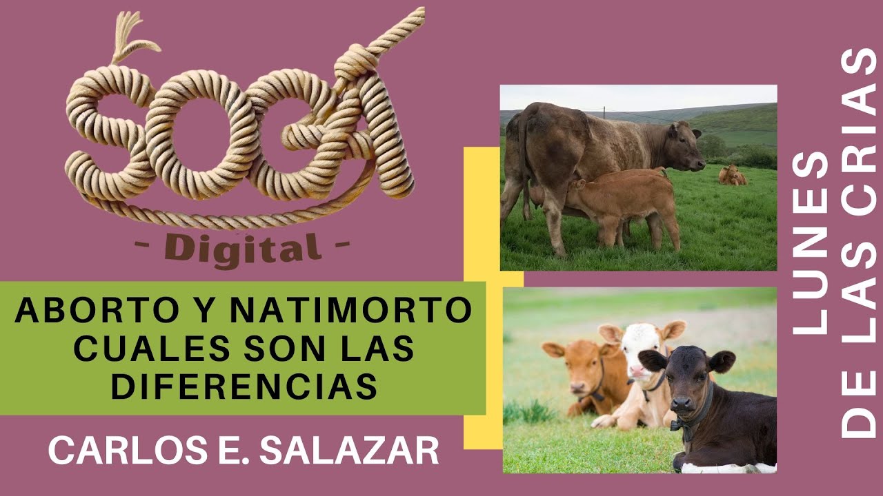 9.13 ABORTO O NATIMORTO EN SU FINCA GANADERA