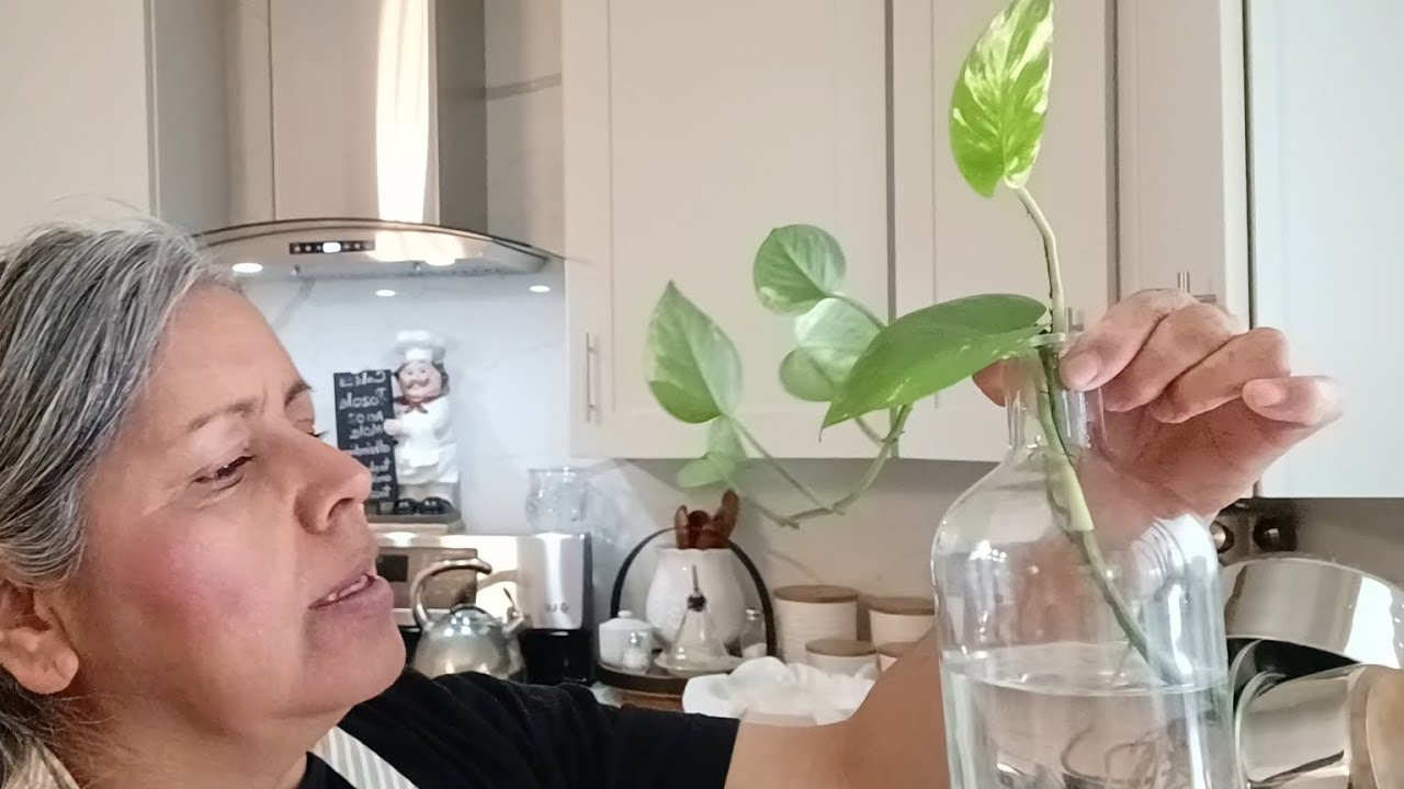 Atrévanse a decorar con plantas su cocina y cosas de segunda mano ama de casa/Alma d Cortez 