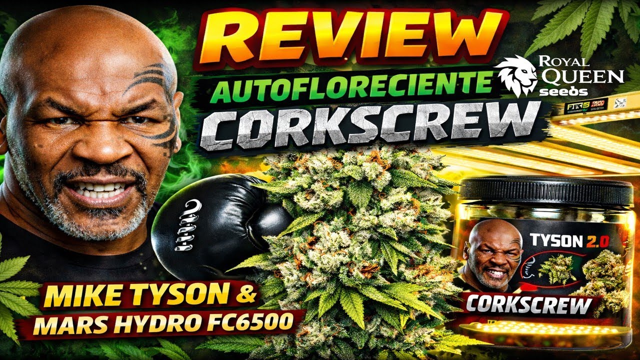 K.O MIKE TYSON CATANDO LA CORSKCREW AUTO DE ROYAL QUEEN SEEDS | CULTIVADA BAJO UN FC6500 MARS HYDRO