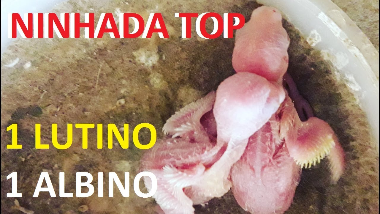 ABRINDO AS CAIXAS DE REPRODUÇÃO E MOSTRANDO OS FILHOTES DE PERIQUITO AUSTRALIANO.