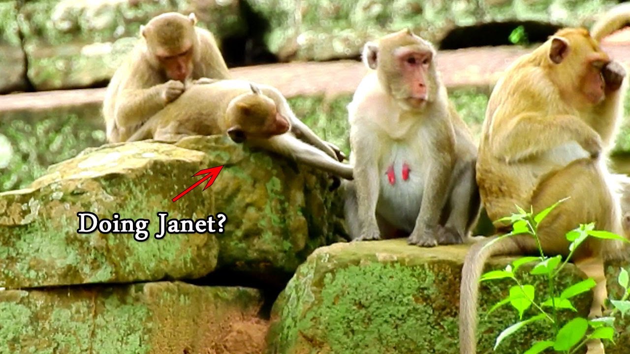 Poor pregnant Jane very hate face Janet always ask milk & want steal drink milk, Jane so tired