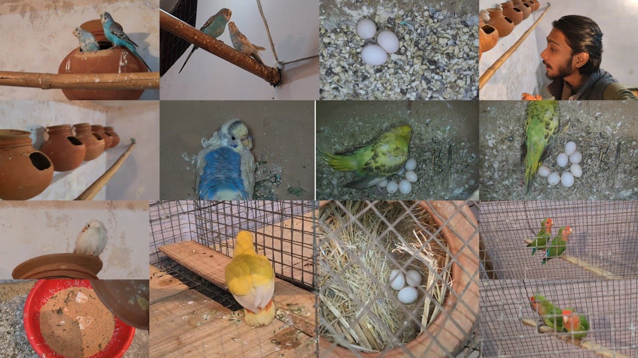 Hamari Budgies Itne Saare Ande kaise incubate karegi 😥