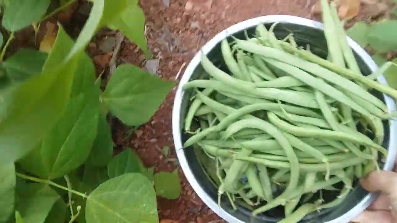 جني اللوبيا الخضراء,الفاصولياء الخضراء,متعة و لا اروع,نحن في فصل الصيف أو الشتاء😢؟