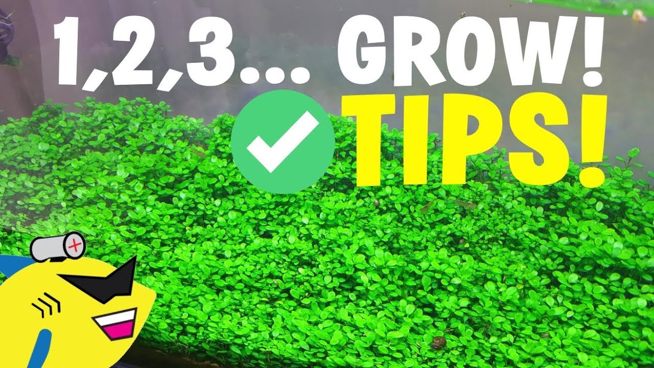 AQUARIUM CARPET PLANT TIPS: 1, 2, 3... GROW!