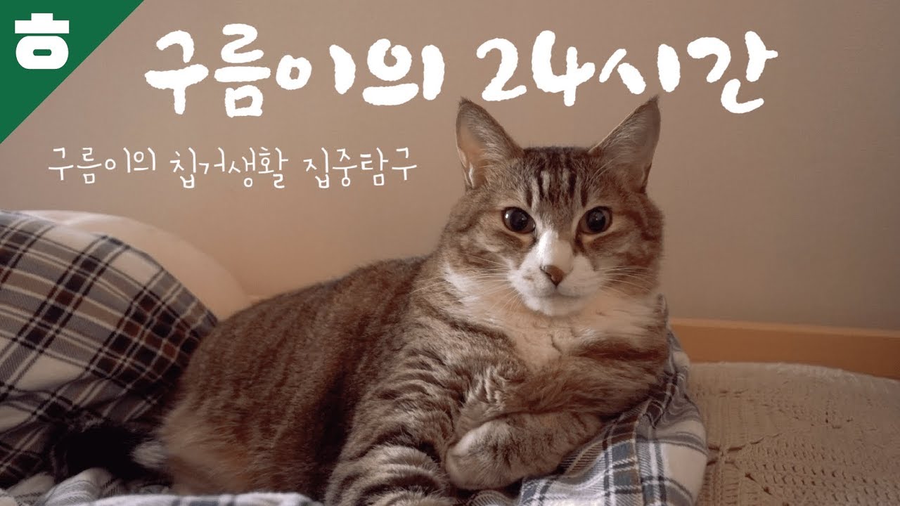 누구보다 잉여로운 구름이의 하루