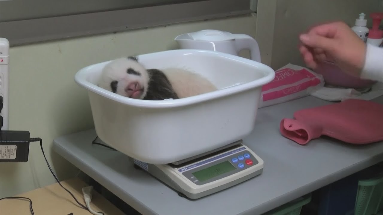 Tiny 40-day-old panda cub needs a name