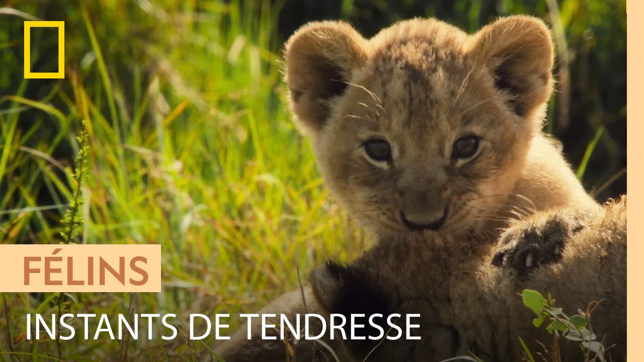 Magnifiques images de jeunes lionceaux avec leur m&egrave;re