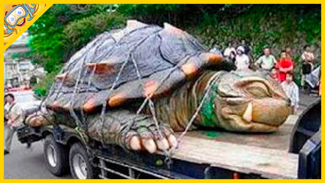 10 Želv, Které Se Rodí Jen Jednou Za Tisíc Let