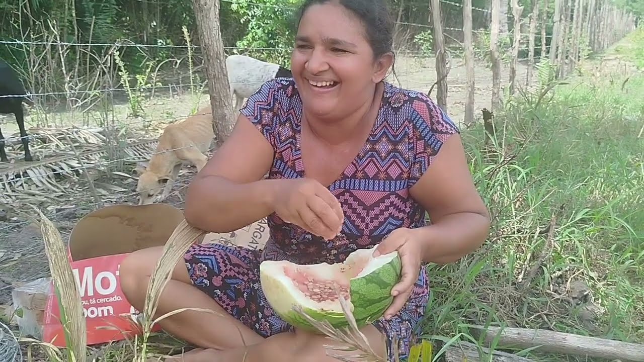 Colhendo maxixe e comendo melancia 🍉 na roça do morais 