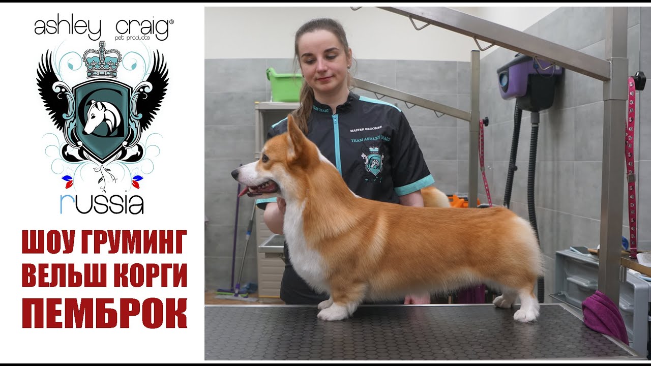 ШОУ-ГРУМИНГ ВЕЛЬШ КОРГИ ПЕМБРОК / Show Grooming of welsh corgi pembroke with #AshleyCraig