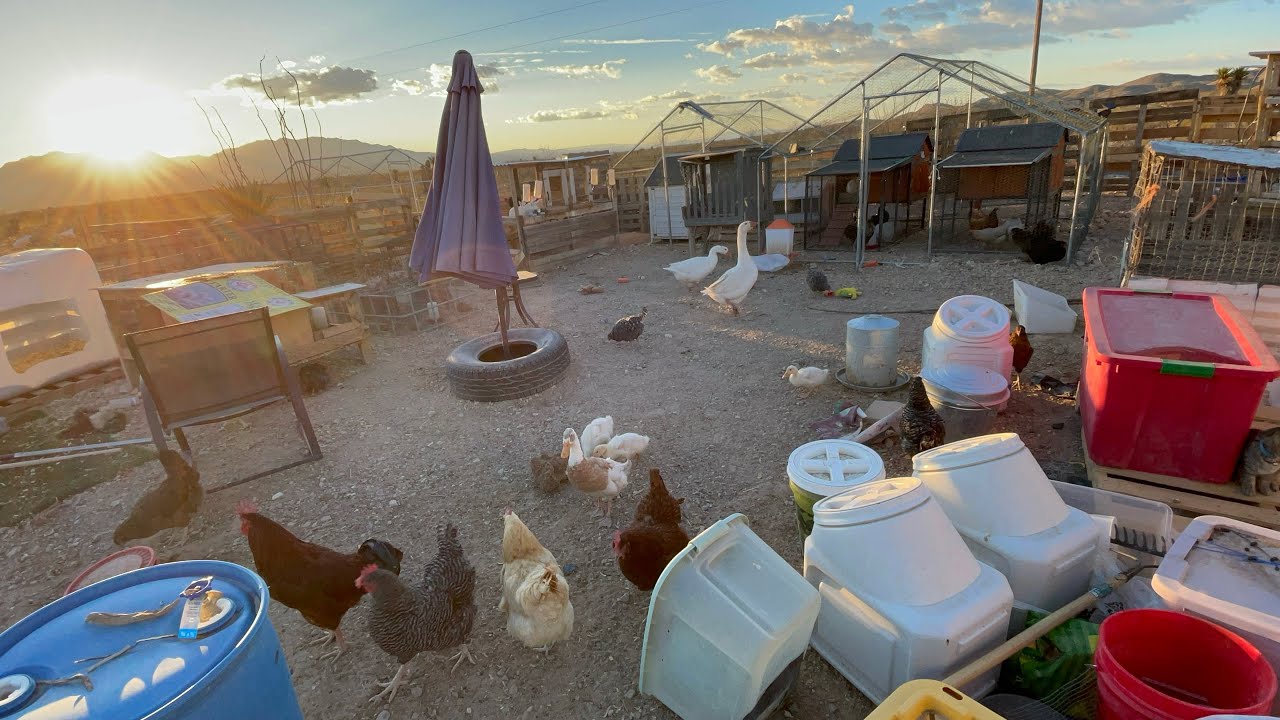 3/10/26 Morning from the Chicken Courtyard | Another drowning 