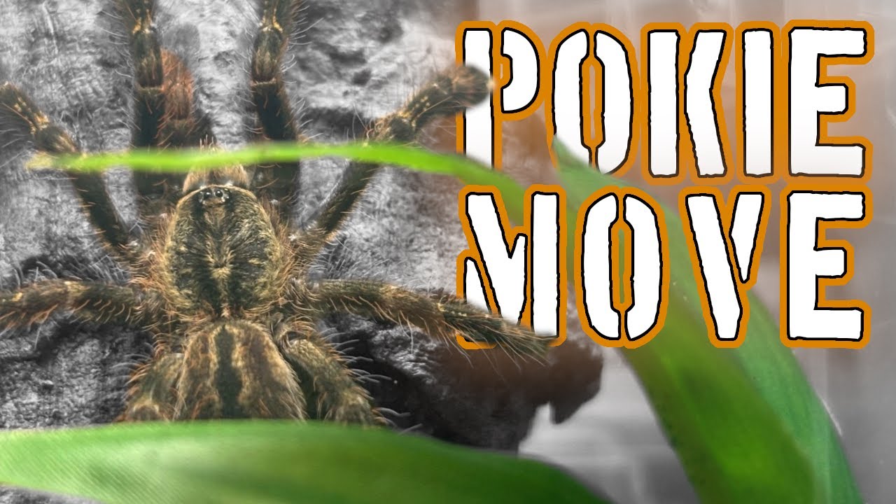 Pokie and Psalmo move (ornata / subfusca / emeraldus) #spider #tarantula