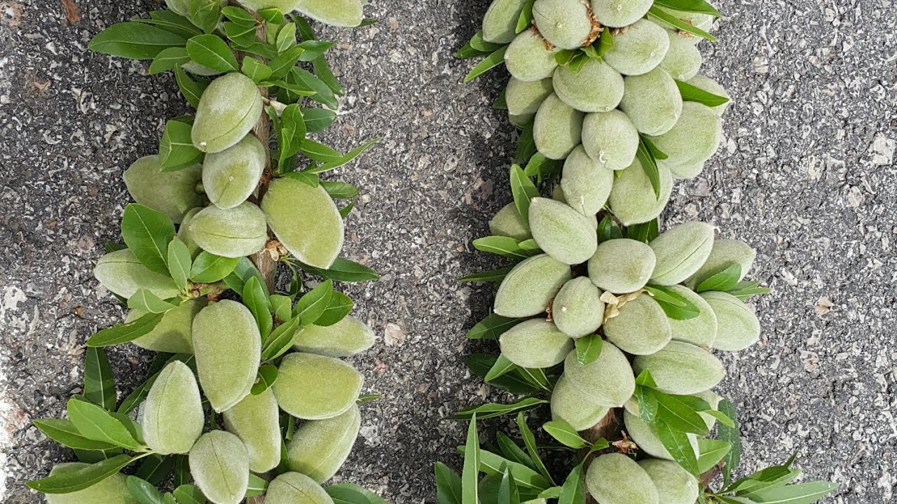 4. Yaprak Yılını Bitirmiş Badem Budama Manisa Salihli Badem Ağacı badem budama nasıl yapılır?