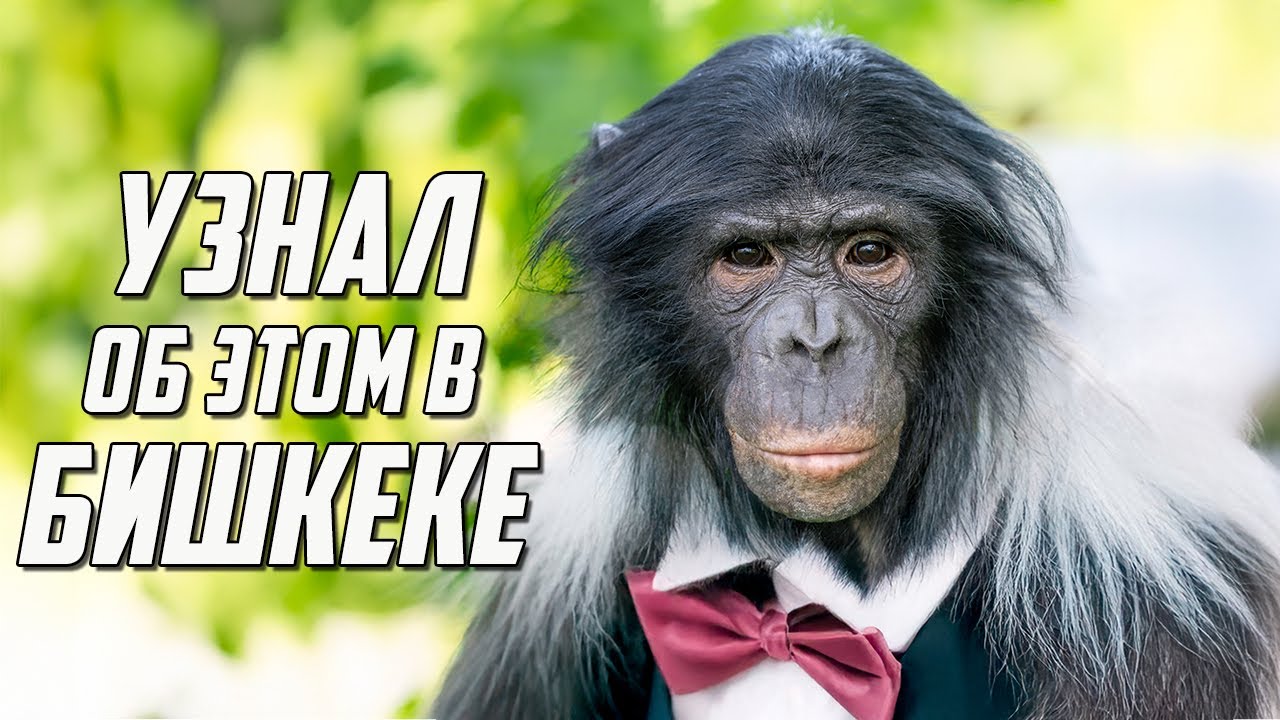Слухи или Срыв Гастролей? Что Узнал Дан Запашный в Бишкеке?