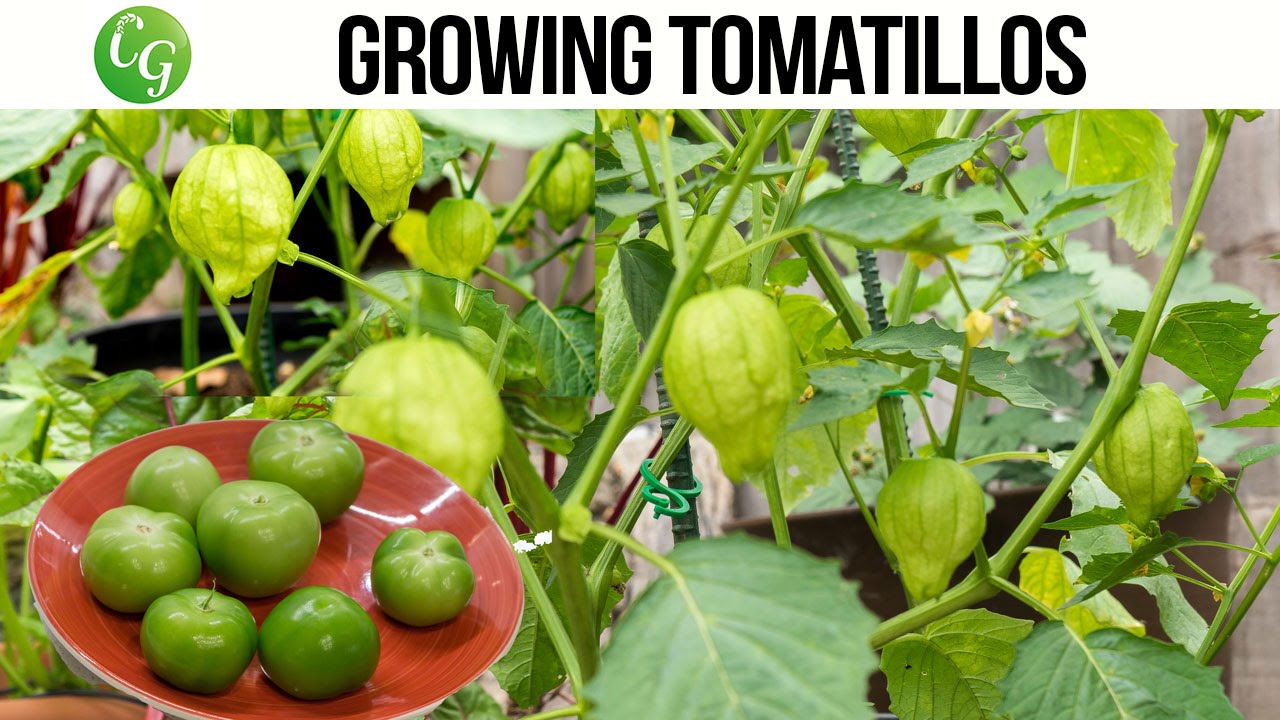 How to grow and harvest Tomatillo  + Chutney Recipe