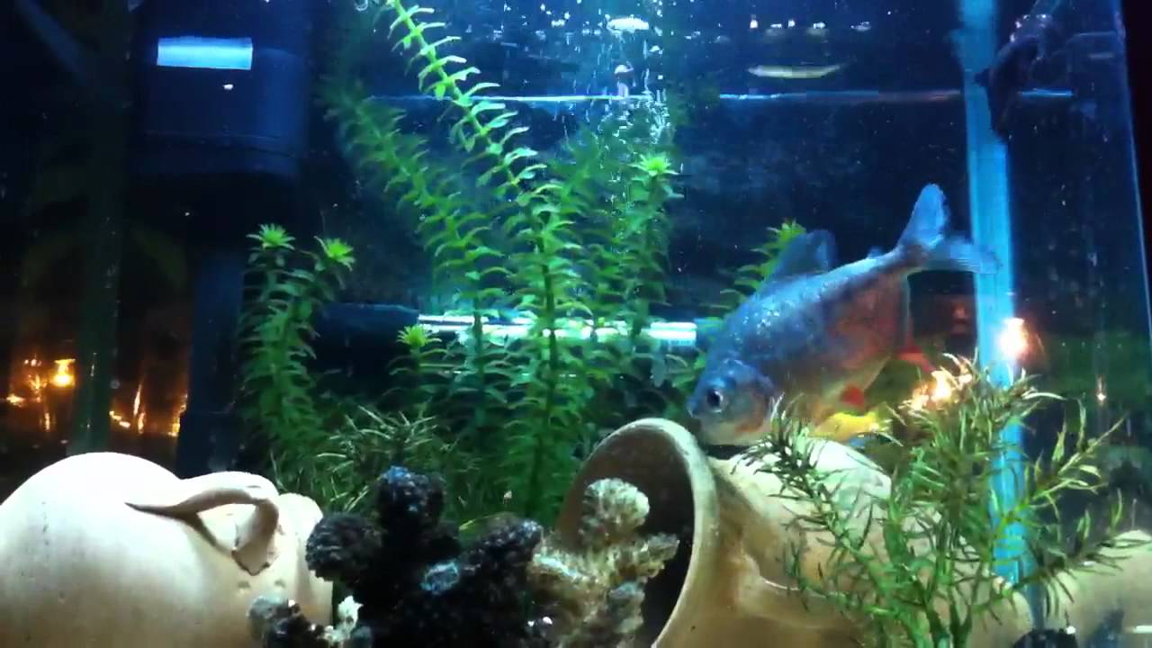 Pacu & cichlids tank feeding HD