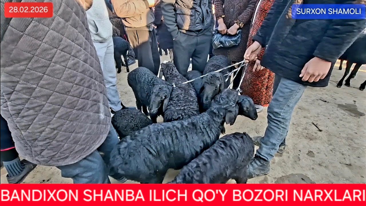 28.02.2026 BANDIXON ILICH SHANBA QO'Y BOZORI 