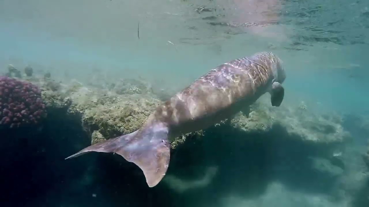 Dugong Serenity 10 Hours Calming Soothing Relaxing Music for Sleep Study