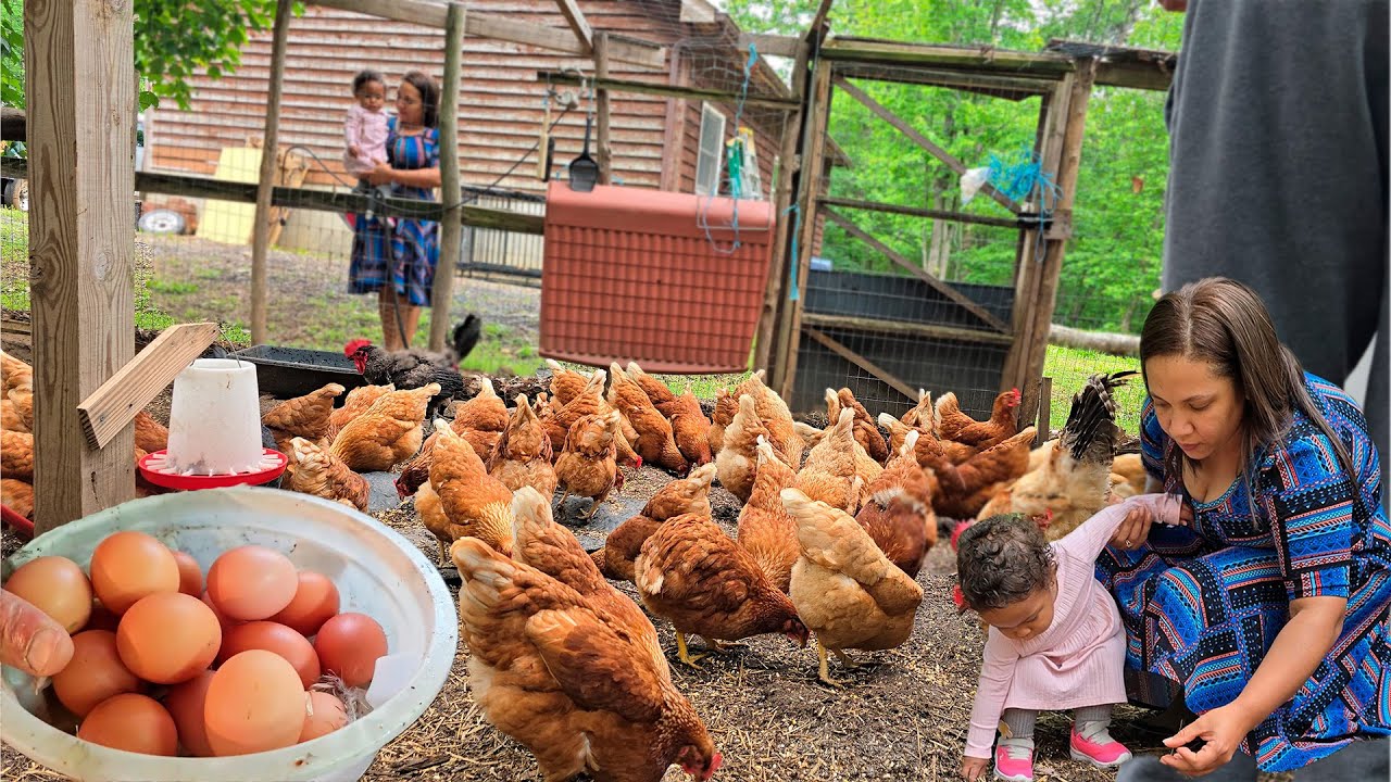 RECOGEMOS DECENAS DE HUEVOS ORGANICOS EN UN CAMPO DE EE.UU. Cocinando Carne de VENADO.